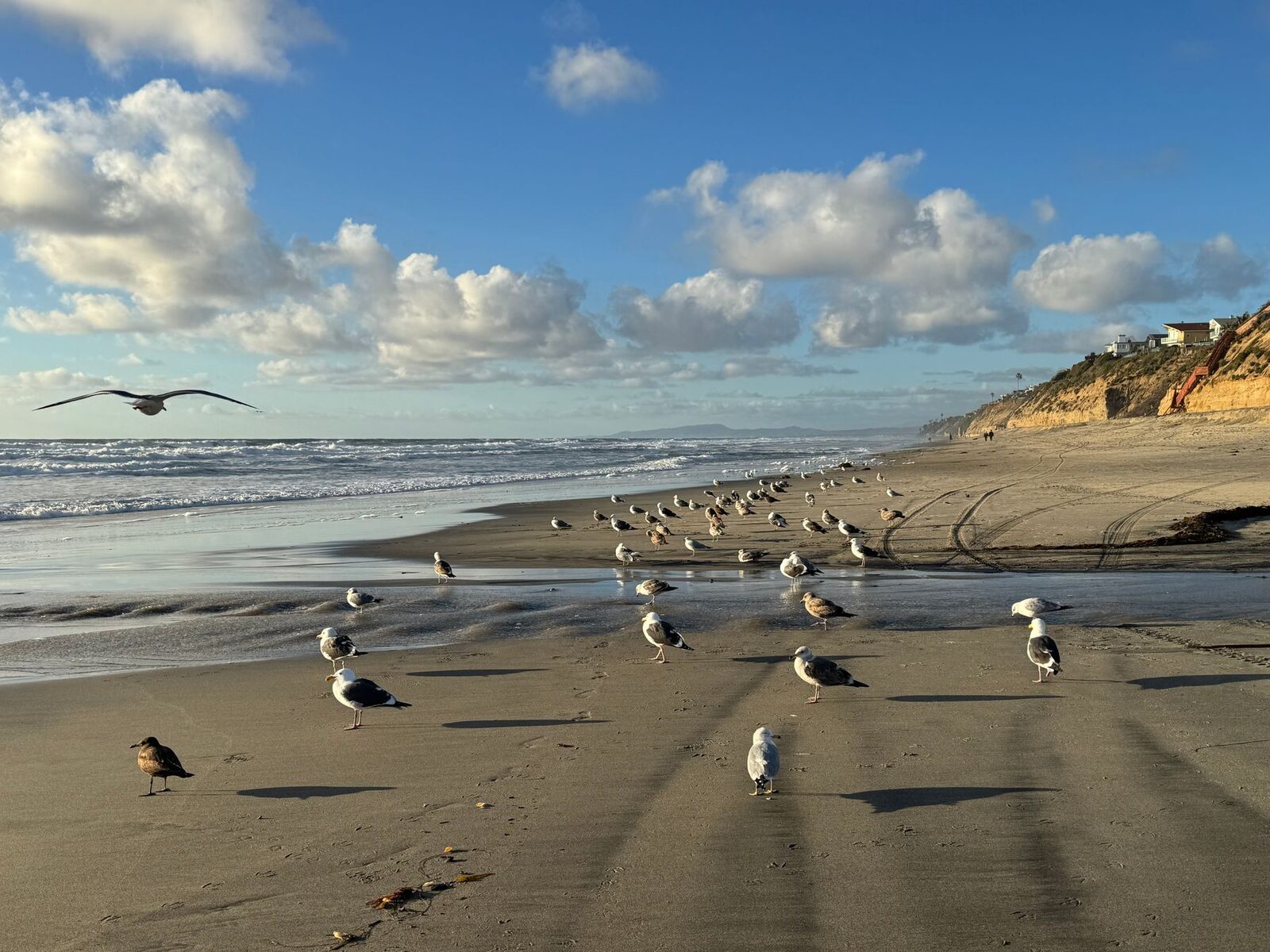 Coastal Encinitas Beach Seagulls