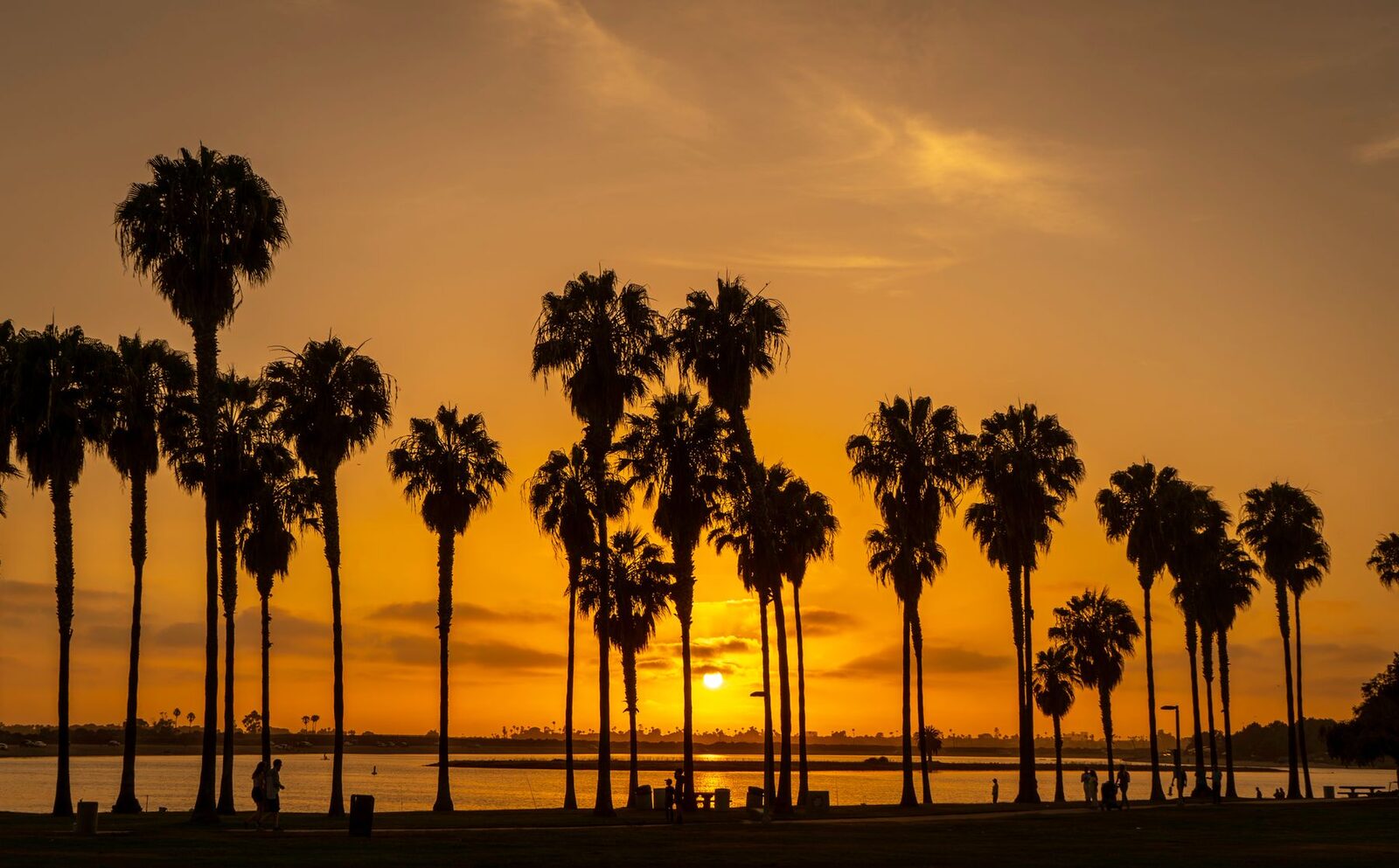 Coastal Palm Golden Hour Silhouette